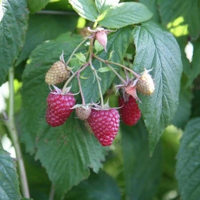 raspberry 'Polka' (PBR) Raspberry 'Polka' (PBR) -Garden Plant Store pl2000011104 card2 lg