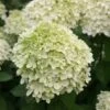 Hydrangea Paniculata 'Limelight' (PBR) -Garden Plant Store pl2000011169