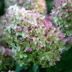 Hydrangea Paniculata 'Limelight' (PBR) -Garden Plant Store pl2000011169 card5 lg