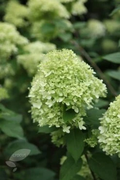 Hydrangea Paniculata 'Limelight' (PBR) -Garden Plant Store pl2000011169 card6 lg