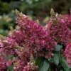 Hydrangea Paniculata Pinky-Winky ('Dvppinky') (PBR) -Garden Plant Store pl2000011174
