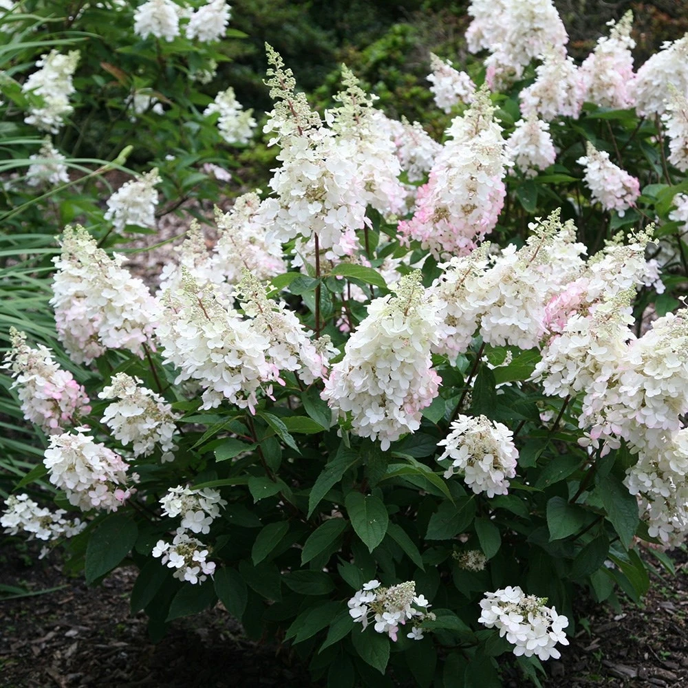 Hydrangea paniculata Pinky-Winky ('Dvppinky') (PBR) Hydrangea Paniculata Pinky-Winky ('Dvppinky') (PBR) -Garden Plant Store pl2000011174 card2 lg