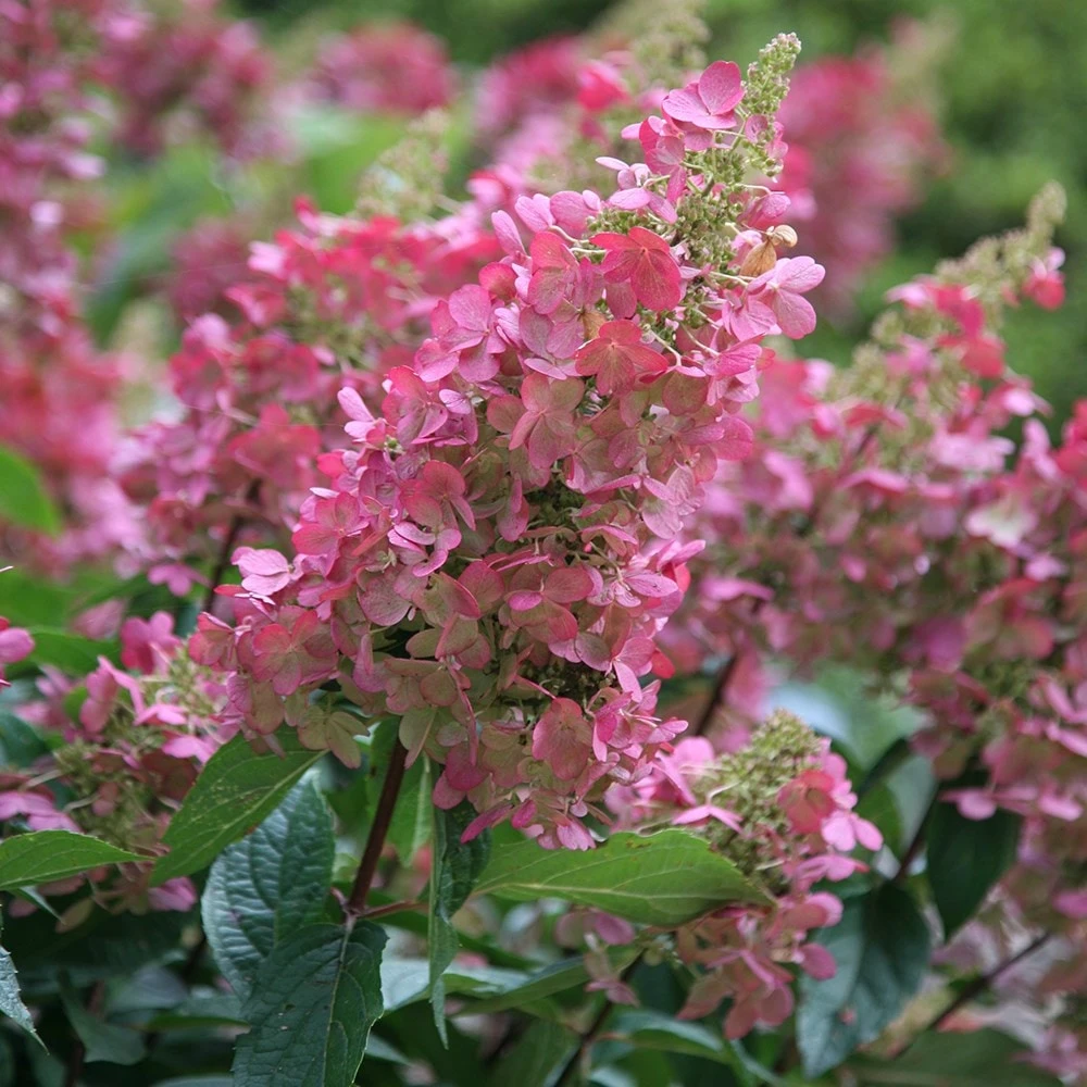 Hydrangea paniculata Pinky-Winky ('Dvppinky') (PBR) Hydrangea Paniculata Pinky-Winky ('Dvppinky') (PBR) -Garden Plant Store pl2000011174 card3 lg