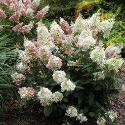 Hydrangea Paniculata Pinky-Winky ('Dvppinky') (PBR) 3 Hydrangea Paniculata Pinky-Winky ('Dvppinky') (PBR) -Garden Plant Store pl2000011174 card4 lg