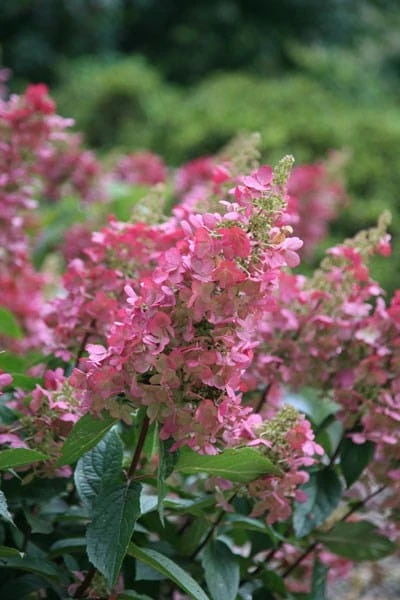 Hydrangea paniculata Pinky-Winky ('Dvppinky') (PBR) Hydrangea Paniculata Pinky-Winky ('Dvppinky') (PBR) -Garden Plant Store pl2000011174 card6 lg