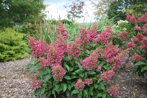 Hydrangea paniculata Pinky-Winky ('Dvppinky') (PBR) Hydrangea Paniculata Pinky-Winky ('Dvppinky') (PBR) -Garden Plant Store pl2000011174 card7 lg