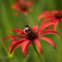 Echinacea 'Tomato Soup' (PBR) -Garden Plant Store pl2000011202 card3 lg