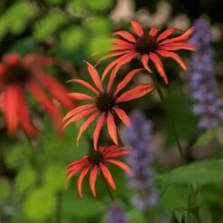 Echinacea 'Tomato Soup' (PBR) -Garden Plant Store pl2000011202 card4 lg
