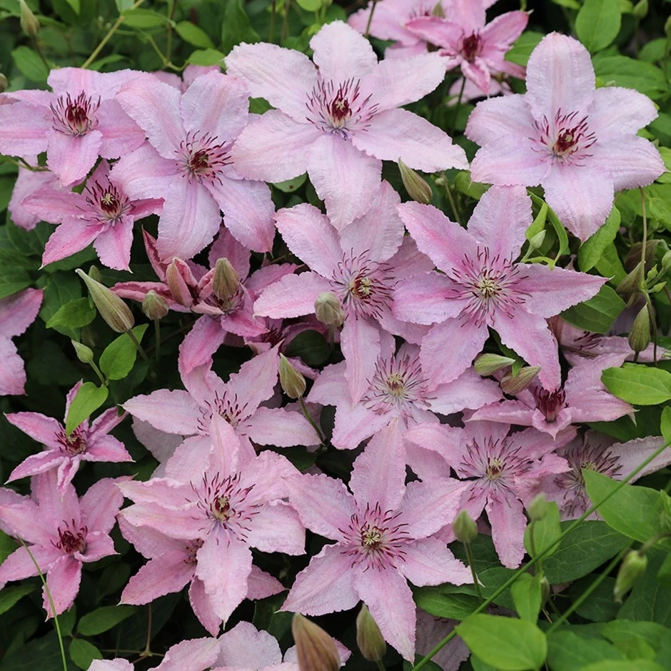 Clematis 'Hagley Hybrid' Clematis 'Hagley Hybrid' -Garden Plant Store pl2000011562