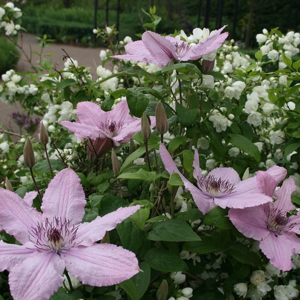 Clematis 'Hagley Hybrid' Clematis 'Hagley Hybrid' -Garden Plant Store pl2000011562 card2 lg