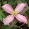 Clematis 'Warwickshire Rose'