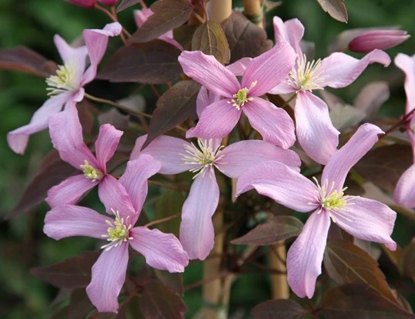 Clematis 'Warwickshire Rose' Clematis 'Warwickshire Rose' -Garden Plant Store pl2000011615 card2 lg