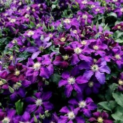 Clematis 'The Vagabond' -Garden Plant Store pl2000012359 card3 lg
