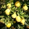 Quince 'Vranja'