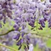 Wisteria Sinensis 'Amethyst' -Garden Plant Store pl2000012703