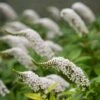 Lysimachia Clethroides -Garden Plant Store pl2000012743