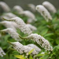 Lysimachia Clethroides