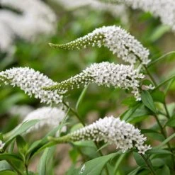 Lysimachia Clethroides -Garden Plant Store pl2000012743 card3 lg