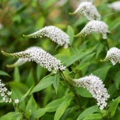 Lysimachia Clethroides -Garden Plant Store pl2000012743 card7 lg