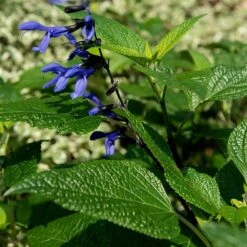 Salvia Guaranitica 'Black And Blue' -Garden Plant Store pl2000012792 card4 lg