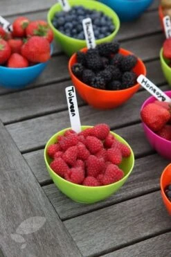 Raspberry 'Tulameen' -Garden Plant Store pl2000012885 card3 lg