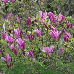 Magnolia 'Susan' 2 Magnolia 'Susan' -Garden Plant Store pl2000012896 card3 lg