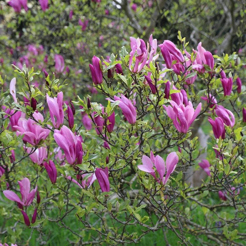 Magnolia 'Susan' Magnolia 'Susan' -Garden Plant Store pl2000012896 card3 lg