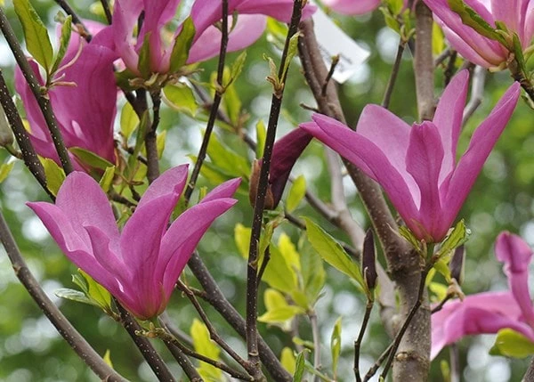 Magnolia 'Susan' Magnolia 'Susan' -Garden Plant Store pl2000012896 card4 lg