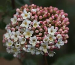 Viburnum × Carlcephalum -Garden Plant Store pl2000012913 card3 lg
