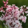 Syringa Pubescens Subsp. Microphylla 'Superba' -Garden Plant Store pl2000012922