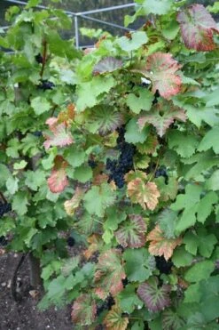 Grape 'Regent' (PBR) 1 Grape 'Regent' (PBR) -Garden Plant Store pl2000013039 card2 lg