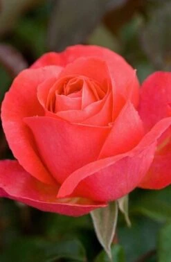 Rosa Special Anniversary ('Whastiluc') (PBR) -Garden Plant Store pl2000013049 card3 lg
