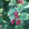 Tayberry 'Buckingham Thornless' -Garden Plant Store pl2000013090