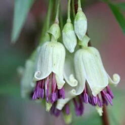 Clematis Napaulensis -Garden Plant Store pl2000013334 card3 lg