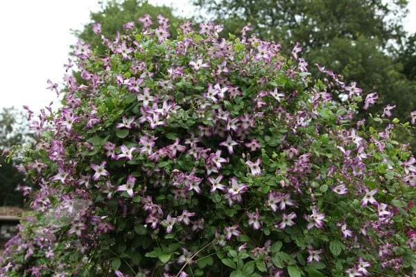 Clematis 'Minuet' Clematis 'Minuet' -Garden Plant Store pl2000013343 card4 lg