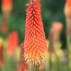 Kniphofia 'Royal Standard' 1 Kniphofia 'Royal Standard' -Garden Plant Store pl2000013568