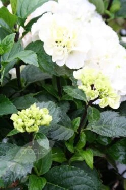 Hydrangea Macrophylla 'Zebra' (PBR) (Black Steel Series) 2 Hydrangea Macrophylla 'Zebra' (PBR) (Black Steel Series) -Garden Plant Store pl2000014390 card3 lg