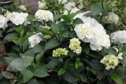 Hydrangea Macrophylla 'Zebra' (PBR) (Black Steel Series) 3 Hydrangea Macrophylla 'Zebra' (PBR) (Black Steel Series) -Garden Plant Store pl2000014390 card4 lg