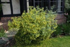 Jasminum Humile 'Revolutum' -Garden Plant Store pl2000014512 card3 lg