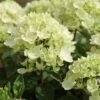Hydrangea Paniculata 'Bombshell' (PBR) -Garden Plant Store pl2000015639