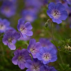 Geranium Rozanne ('Gerwat') (PBR)