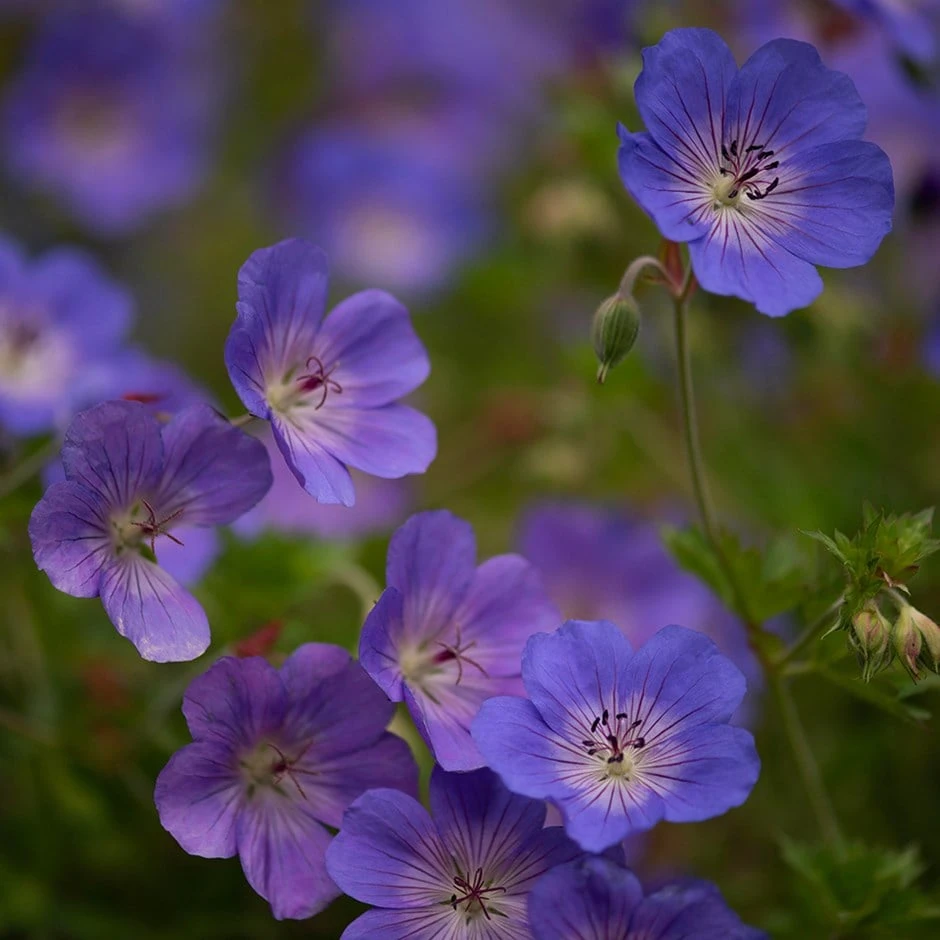 Geranium Rozanne ('Gerwat') (PBR) Geranium Rozanne ('Gerwat') (PBR) -Garden Plant Store pl2000015974