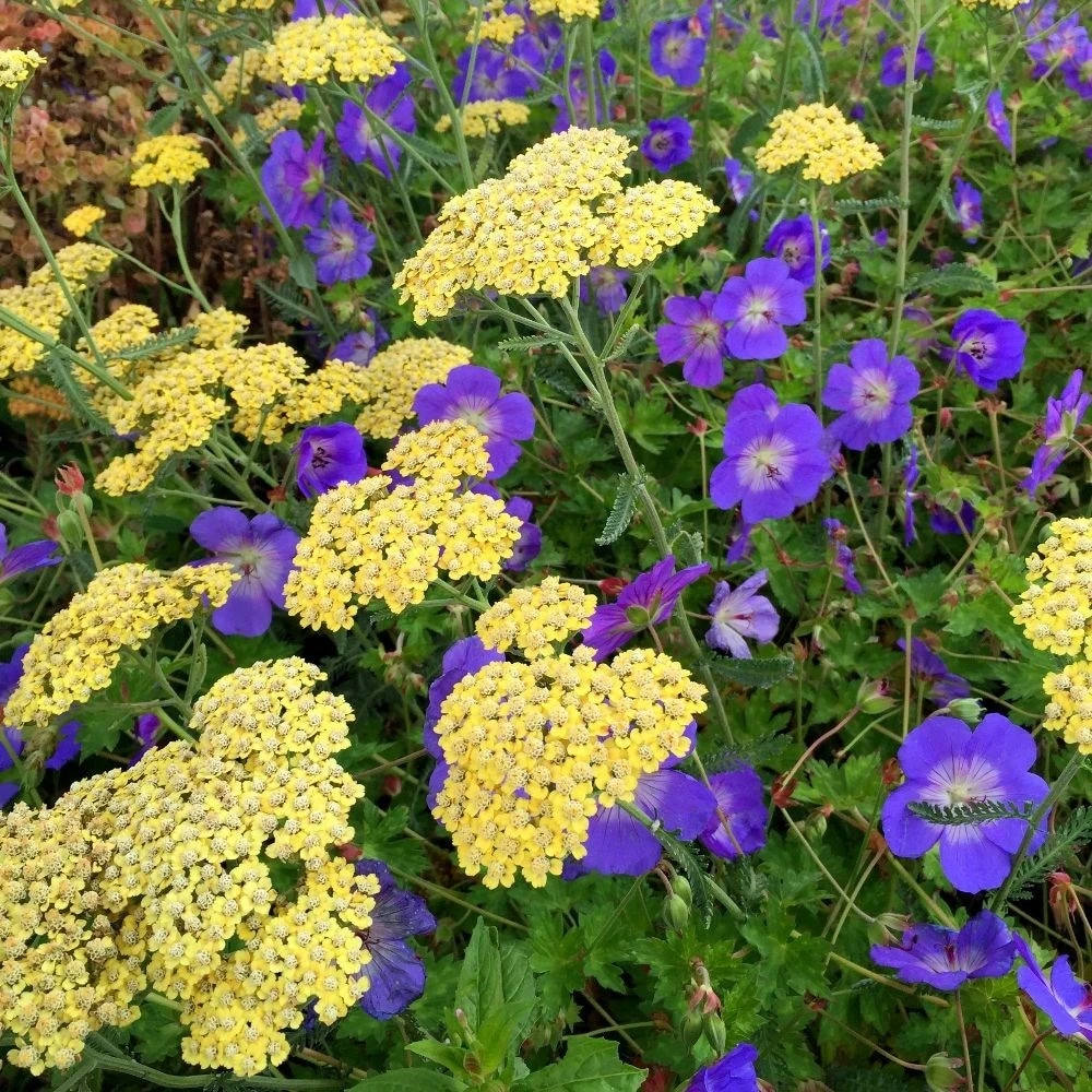 Geranium Rozanne ('Gerwat') (PBR) Geranium Rozanne ('Gerwat') (PBR) -Garden Plant Store pl2000015974 card2 lg