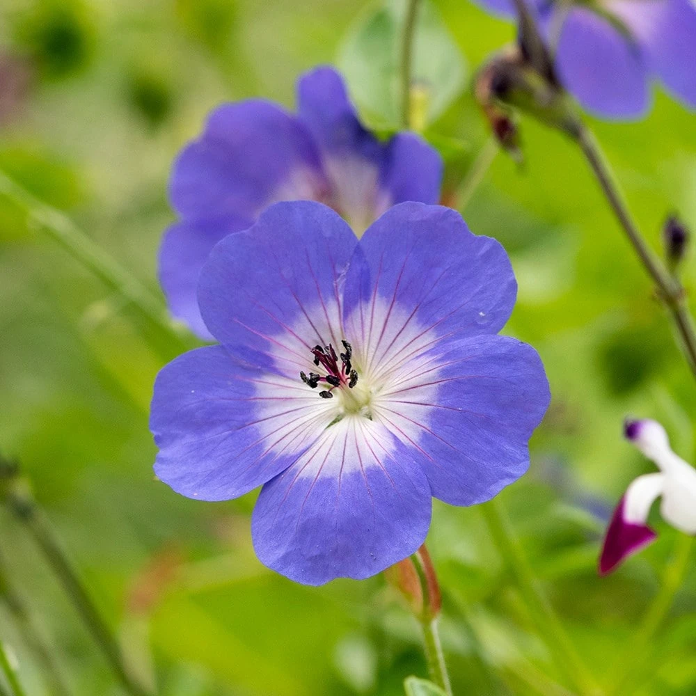 Geranium Rozanne ('Gerwat') (PBR) Geranium Rozanne ('Gerwat') (PBR) -Garden Plant Store pl2000015974 card3 lg
