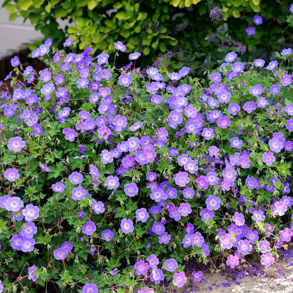 Geranium Rozanne ('Gerwat') (PBR) Geranium Rozanne ('Gerwat') (PBR) -Garden Plant Store pl2000015974 card5 lg