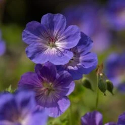 Geranium Rozanne ('Gerwat') (PBR) 5 Geranium Rozanne ('Gerwat') (PBR) -Garden Plant Store pl2000015974 card6 lg