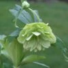 Helleborus × Hybridus Harvington Double Lime-green 2 Helleborus × Hybridus Harvington Double Lime-green -Garden Plant Store pl2000016551