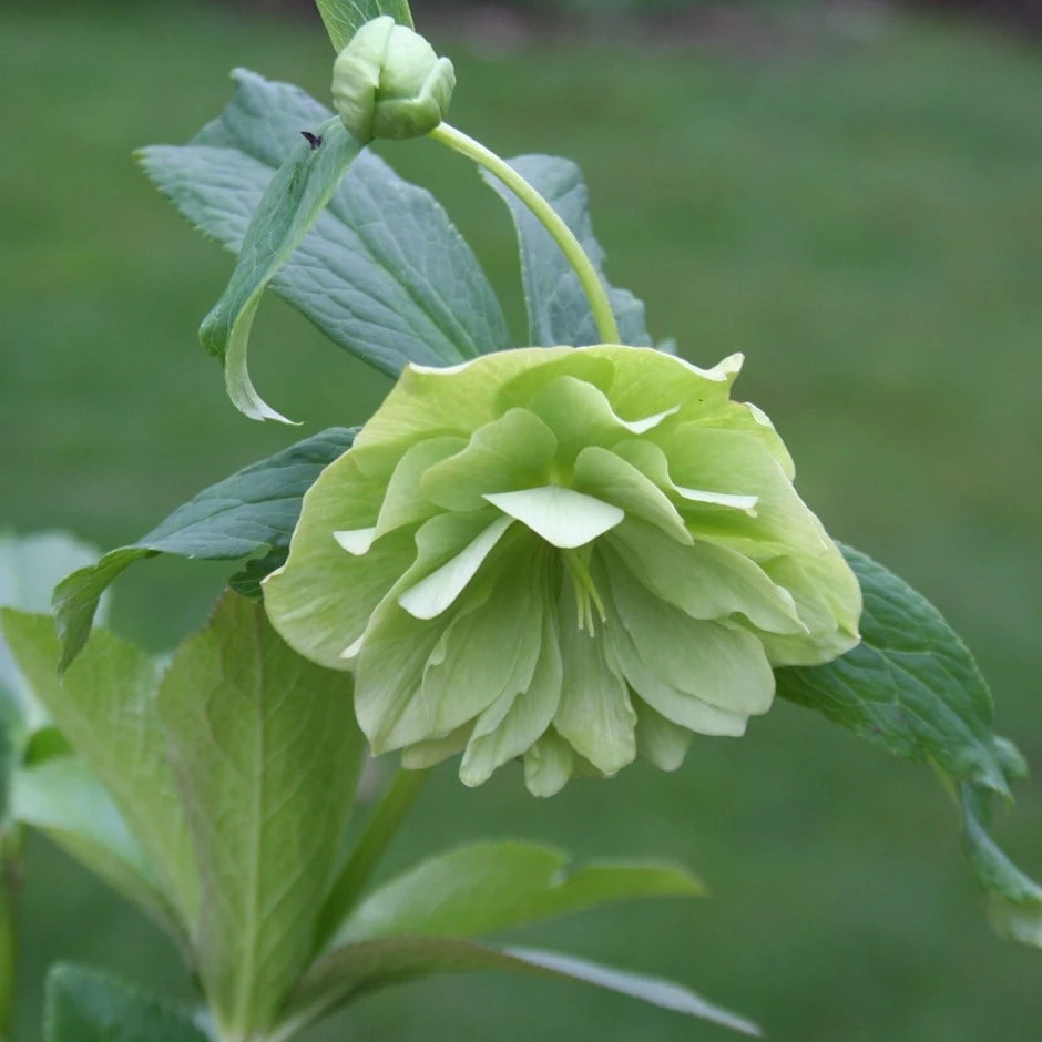 Helleborus × hybridus Harvington double lime-green Helleborus × Hybridus Harvington Double Lime-green -Garden Plant Store pl2000016551