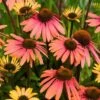 Echinacea 'Summer Cocktail' (PBR) -Garden Plant Store pl2000017281