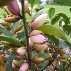 Magnolia Fairy Magnolia Blush ('Micjur01') (PBR) -Garden Plant Store pl2000017453 card5 lg
